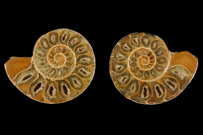 Cut & Polished Agatized Ammonite Fossil- Jurassic #131710